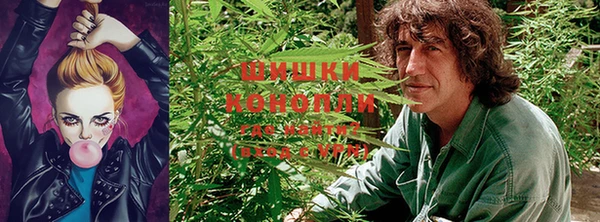 прущие грибы Богородск